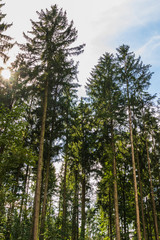 Fototapeta premium View of trees from inside a forest