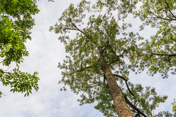Fototapeta premium View of trees from inside a forest