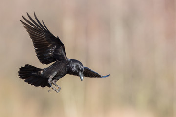 Birds - flying Black Common raven (Corvus corax)