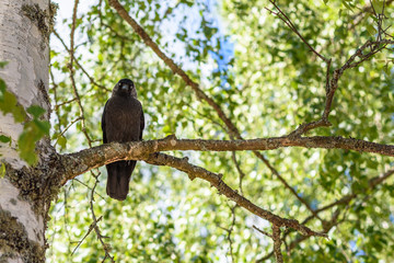 Black bird watching from tree branch