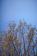 Crataegus, Hawthorn tree in the fall