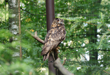 A beautiful eurasian eagle-owl sitting on branch and looking on camera and waiting for lunch or some prey. Sunny day and owl relaxing on the branch
