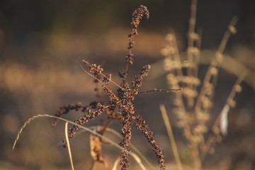 dry grass. autumn