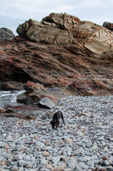 Photograph of a beautiful landscape of a rocky beach with a dog walking in Menorca.