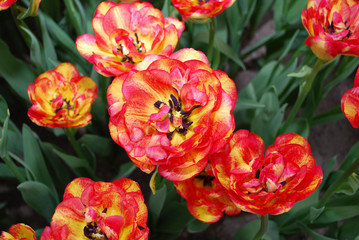 Tulips Sundowner (Double Late Group) grown in flowerbed. Spring time in Netherlands. 
