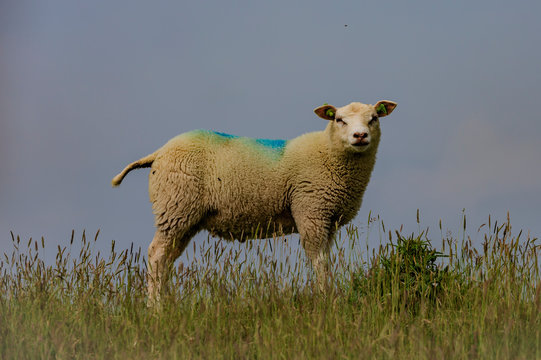 Schafe 5