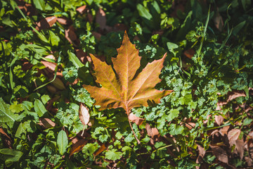 Autumn maple leaves on green grass