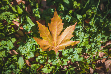 Autumn maple leaves on green grass
