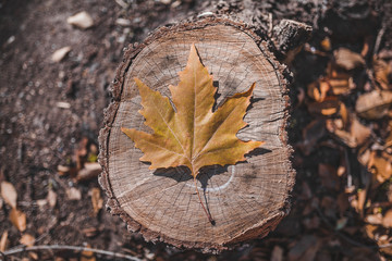 Autumn maple leaves on hemp