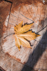 Naklejka na ściany i meble Autumn maple leaves on hemp