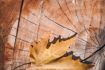Autumn maple leaves on hemp