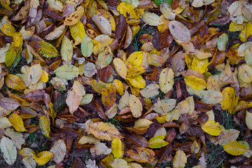 feuille automne saison pluie mouillé eau sol tomber triste nostalgie temps couleur matière fond texture