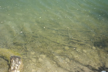 Wasseruntergrund - Baggersee