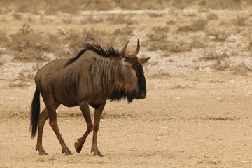 A Blue Wildebees walking in the Kalahari desert at Mabuasehube in Botswana.