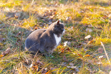 Beautiful gray cat in the autumn dry grass
