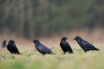 Birds - flying Black Common raven (Corvus corax)