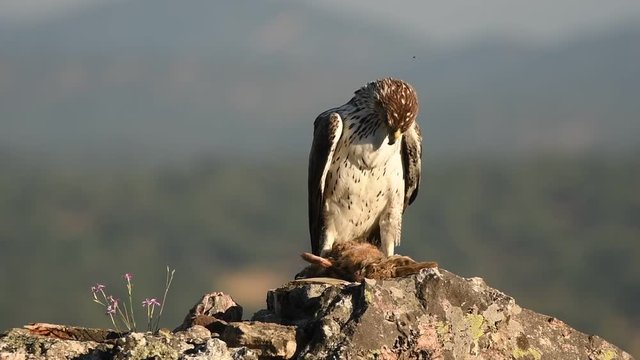 Aguila perdicera con presa