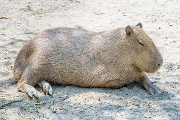 Cute Capybara (biggest mouse) eating and sleepy rest in the zoo, Tainan, Taiwan, close up shot