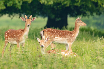 Fallow deer (dama dama) at Charlecote Park, Warwickshire in spring