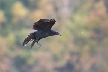 Birds - flying Black Common raven (Corvus corax)