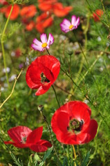 poppies in meadow