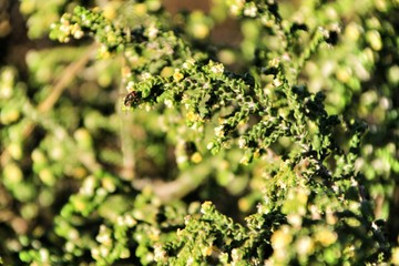 Salsola Kali plant under the sun