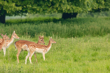Naklejka na ściany i meble Fallow deer (dama dama) at Charlecote Park, Warwickshire in spring