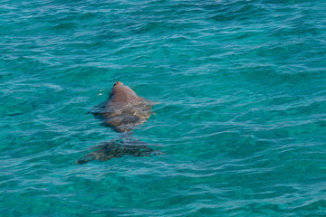 Obraz premium Dugong with head above water surface, body below, Coral Bay, Western Australia