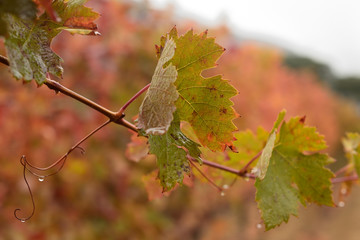 Viñedos en otoño en la Rioja Alavesa (Spain)