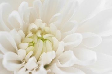 Fototapeta premium White chrysanthemum close up. Macro image with small depth of field.