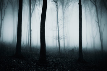 dark scary halloween forest landscape