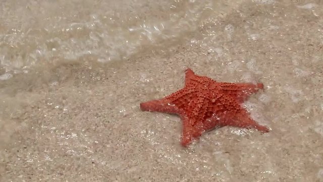 Waves break over red starfish on beach in the San Blas Islands
