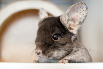 Cute chinchilla of brown velvet color is sitting in his house and looking away, side view.