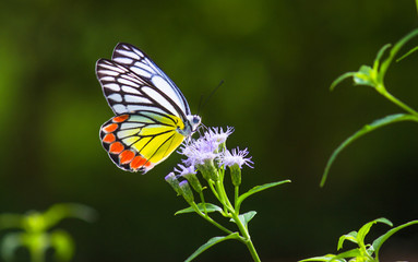 Fototapeta na wymiar Beautiful Indian Jezebel Butterfly sitting on the flower plant in its natural habitat