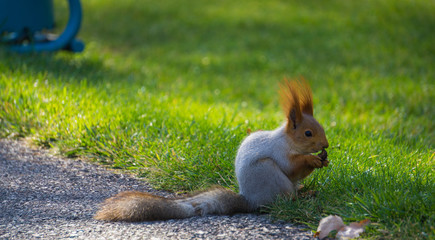 Squirrel holding food in paws