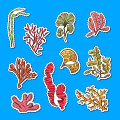 Vector hand drawn seaweed elements sticker set illustration. Underwater seaweed sea sticker, cartoon ocean coral