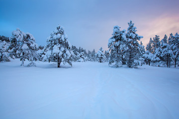 beautiful winter landscape snow tree