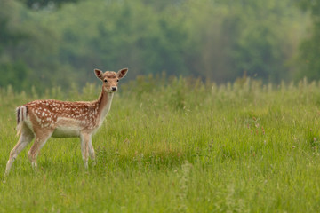 Naklejka na ściany i meble Fallow deer (dama dama) at Charlecote Park, Warwickshire in spring