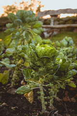 Rosenkohl wächst in einem Beet