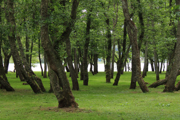 Field of trees