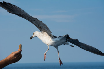 Spuntino al volo