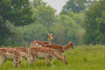 Fallow deer (dama dama)  at Charlecote Park, Warwickshire in spring