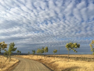 Dehesa a las afueras de Alcántara, Extremadura (Spain)