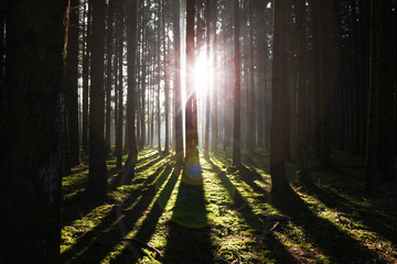 Sonnenlicht durchflutet im Herbst einen dichten Wald