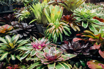 Bromeliad indoor garden 