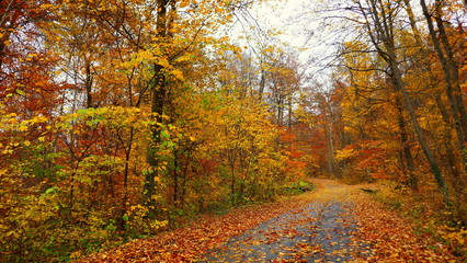 Weg durch bunten Laubwald im Herbst an einem regnerischen Tag