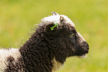 Jacob sheep portrait