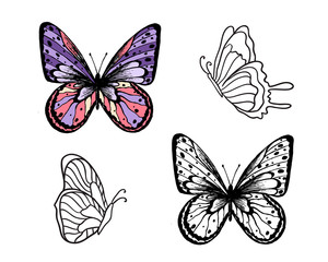 Butterfly Set. Vector illustration. Elegant butterfly logo for feminine business.