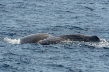 Obraz premium La vieille blessure du cachalot ! Malformation de naissance ou conséquence des activités humaines ?? 