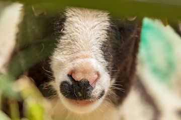 Jacob sheep portrait